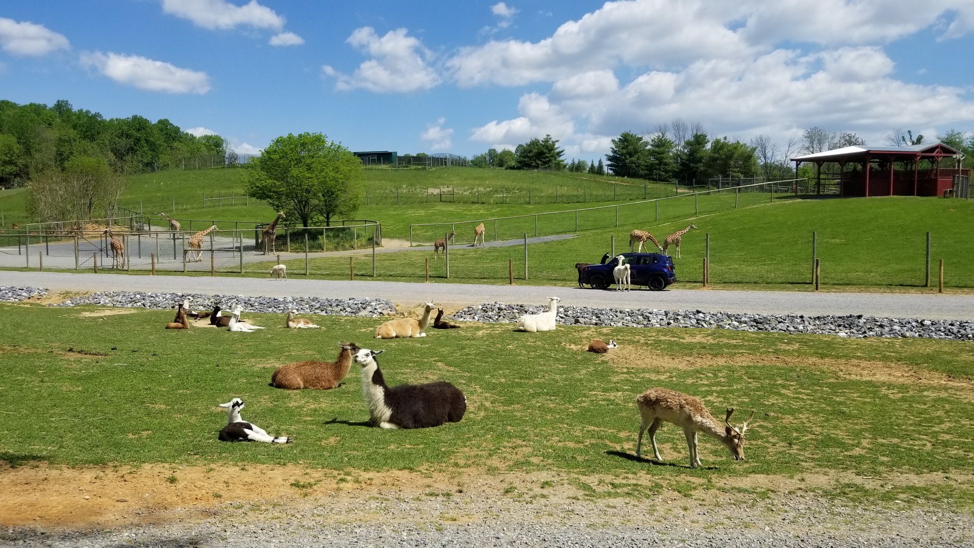 Virginia Safari Park - Llamas, giraffes