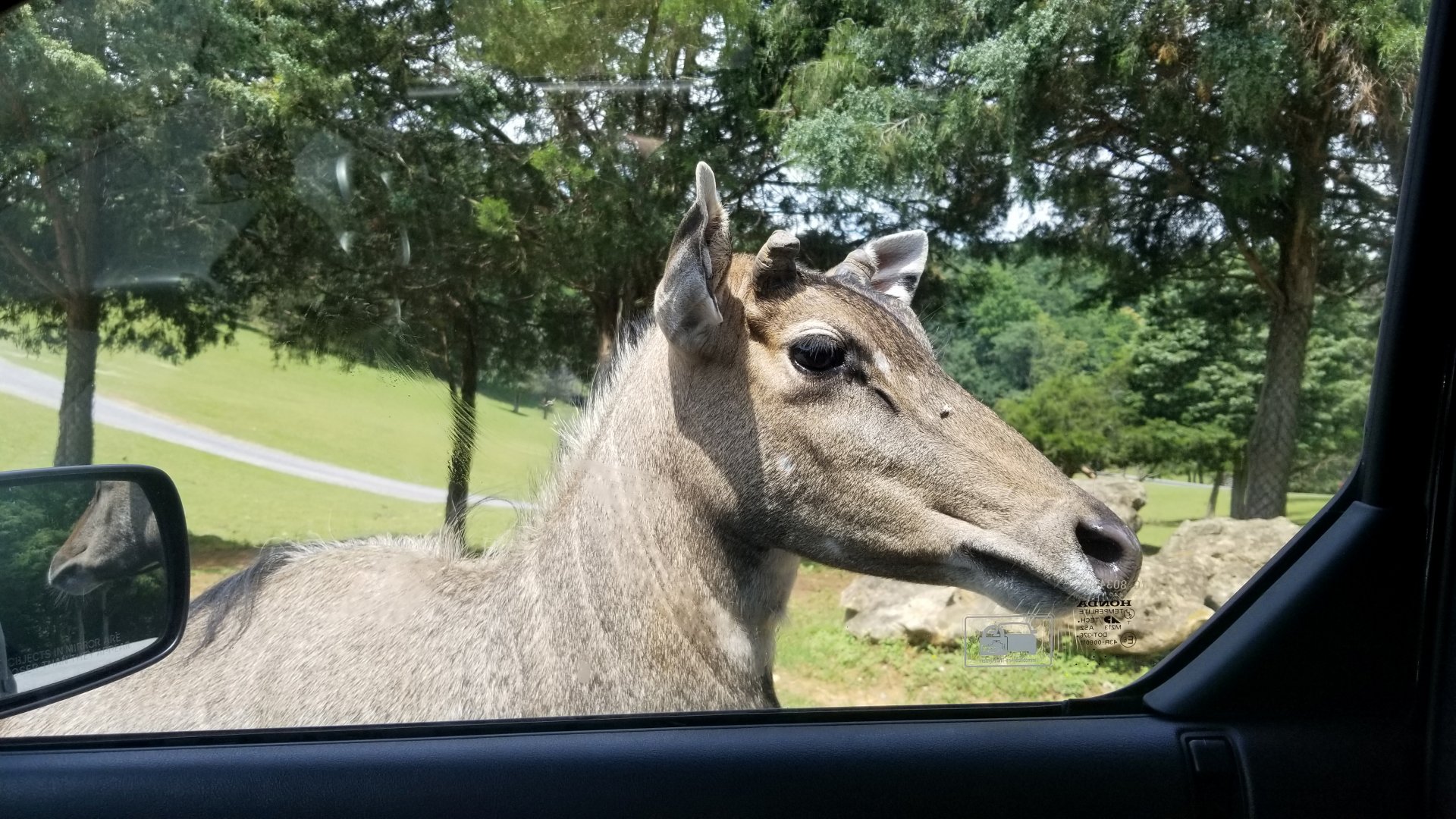 Virginia Safari Park - male nilgai