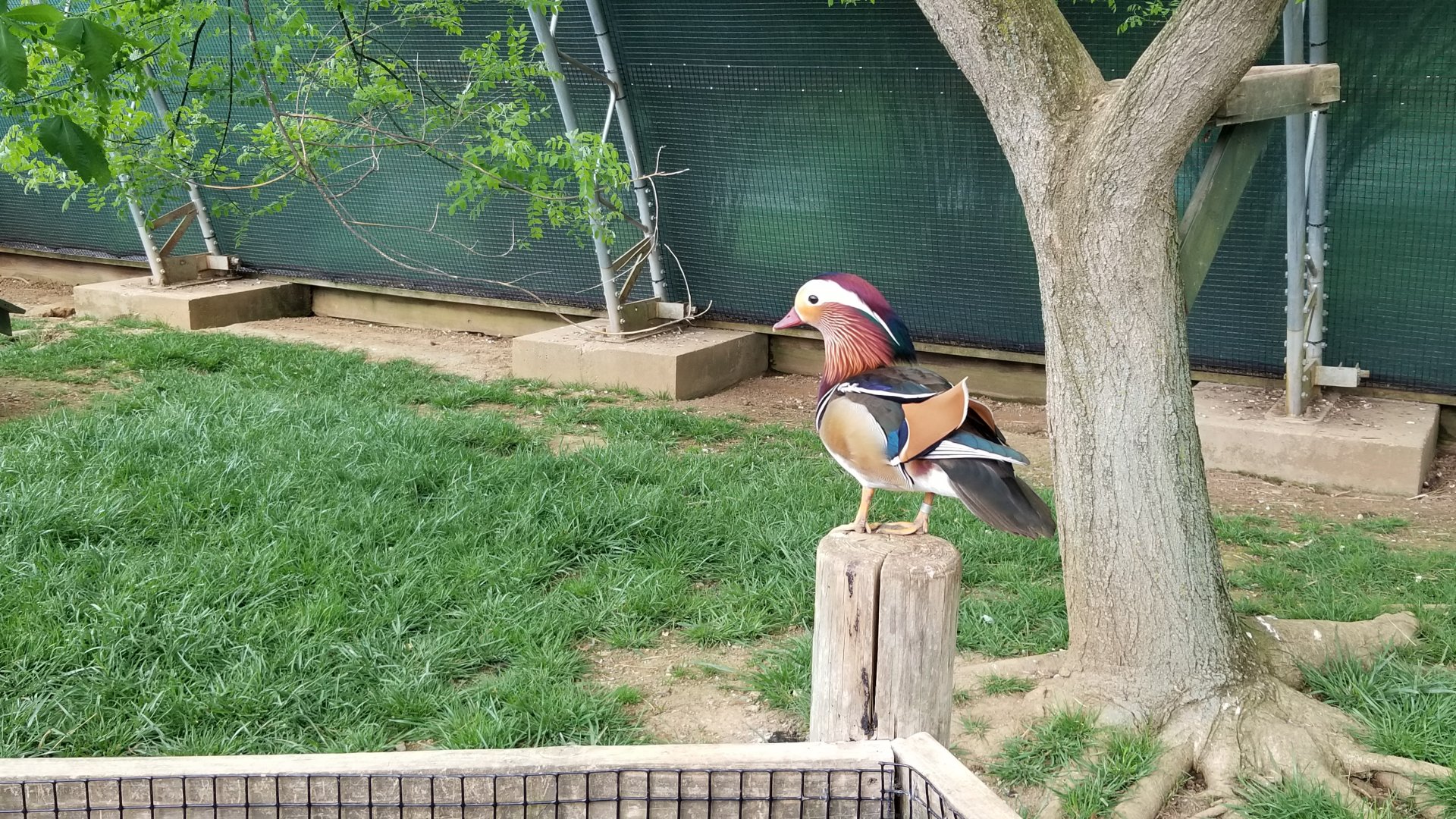Virginia Safari Park - Mandarin duck