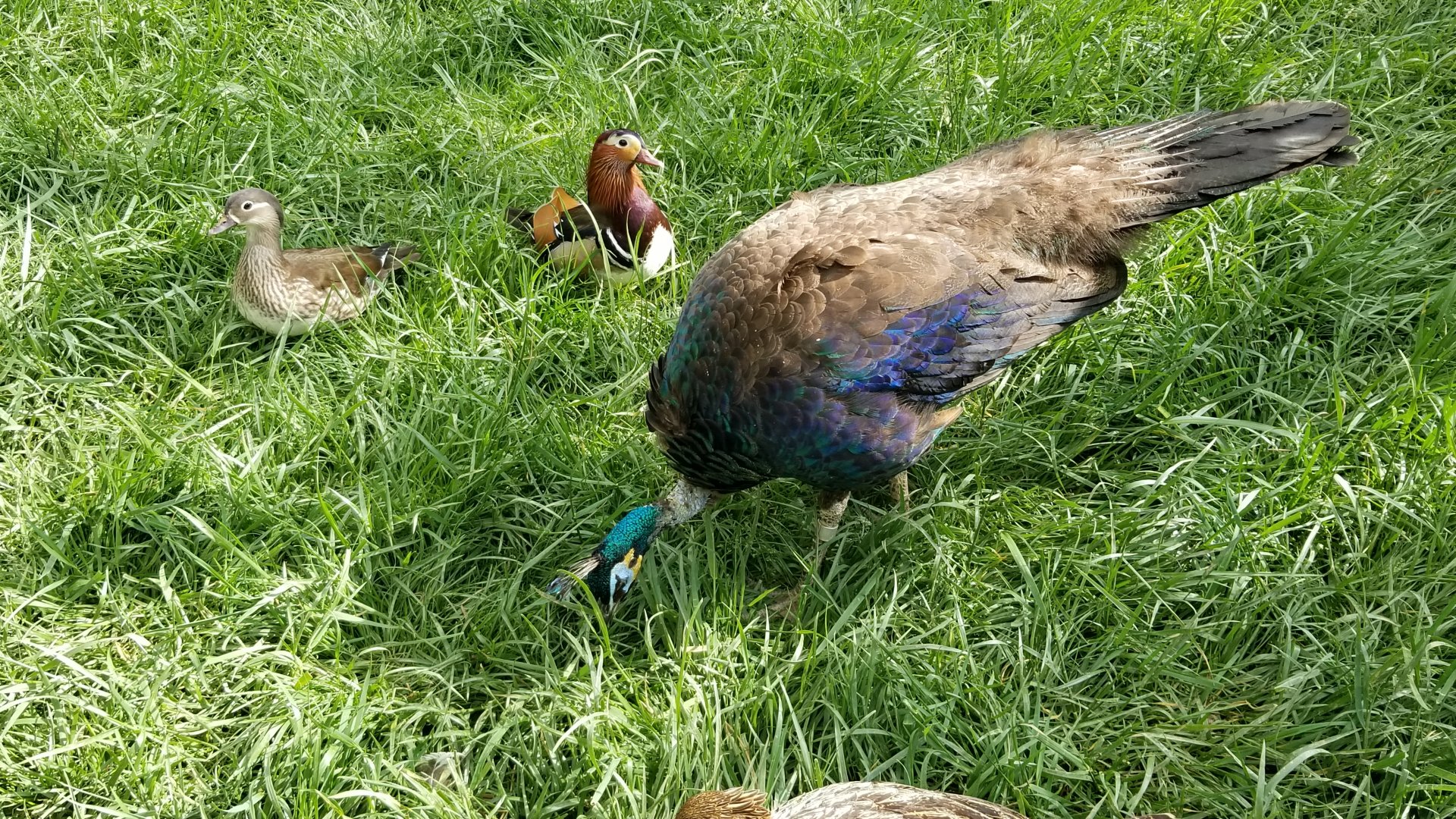 Virginia Safari Park - Mandarin ducks, green peafowl