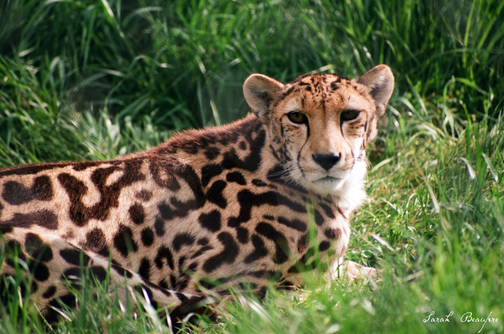 Virginia Safari Park - Mona Lisa, king cheetah