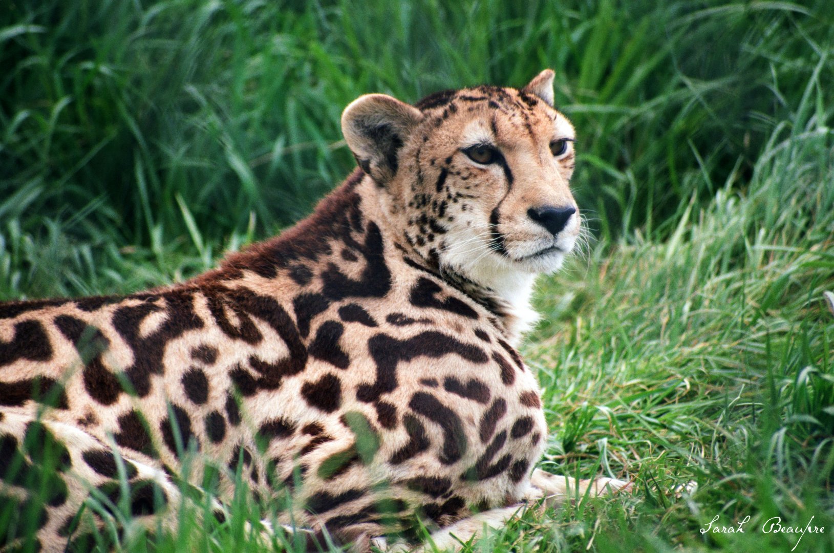 Virginia Safari Park - Mona Lisa, king cheetah