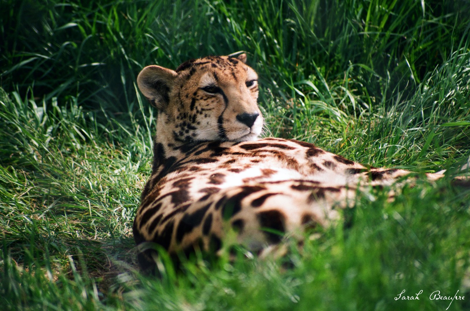 Virginia Safari Park - Mona Lisa, king cheetah