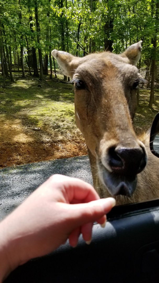 Virginia Safari Park - Nilgai kisses