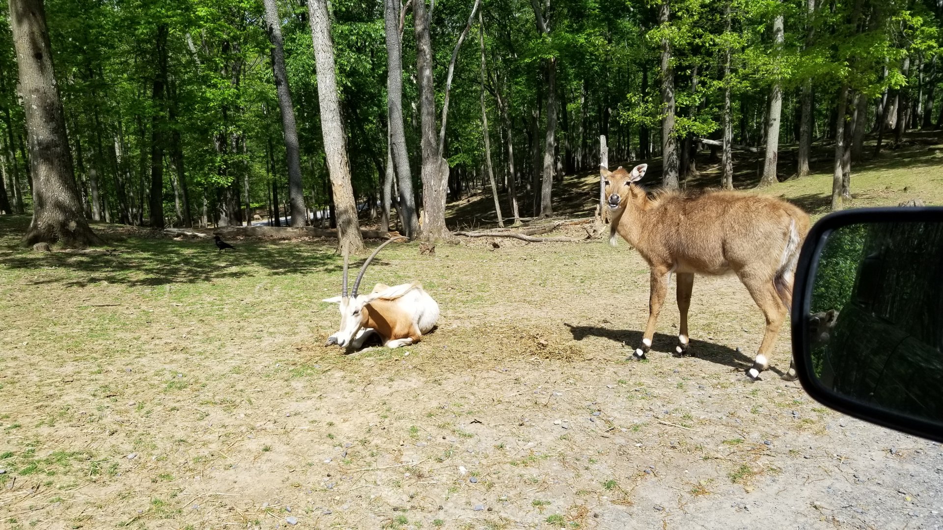 Virginia Safari Park - Nilgai, scimitar-horned oryx