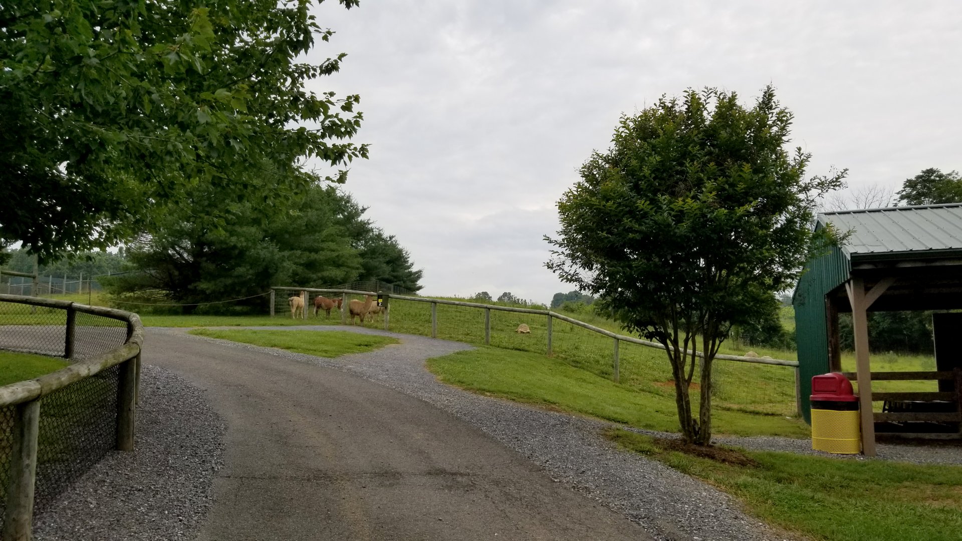 Virginia Safari Park - Path to giraffes/left corner of alpacas