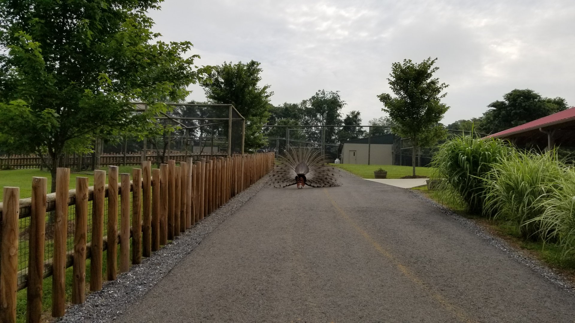 Virginia Safari Park - Path to king vultures, cheetahs