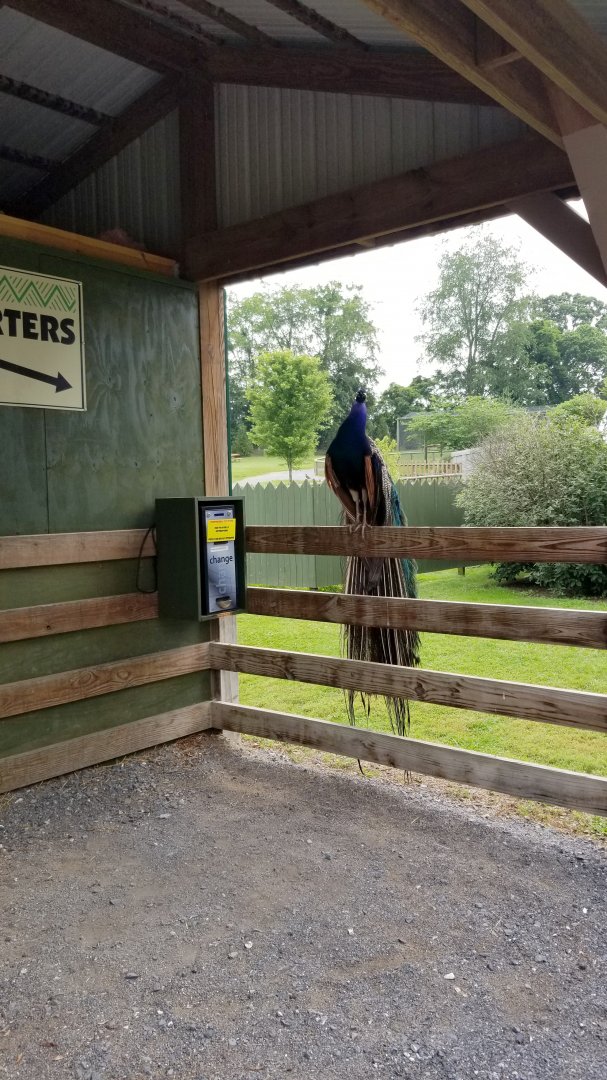 Virginia Safari Park - Peacock demands quarters