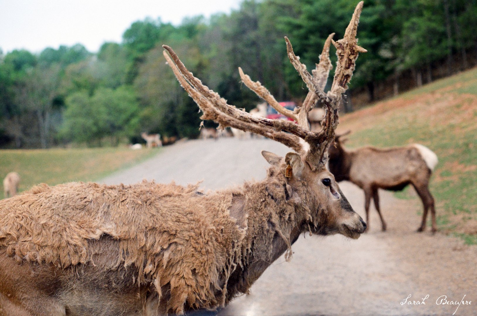 Virginia Safari Park - Pere David's Deer, Elk