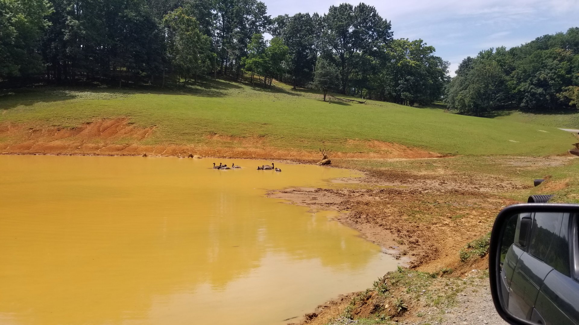 Virginia Safari Park - Pere David's Deer, Emus