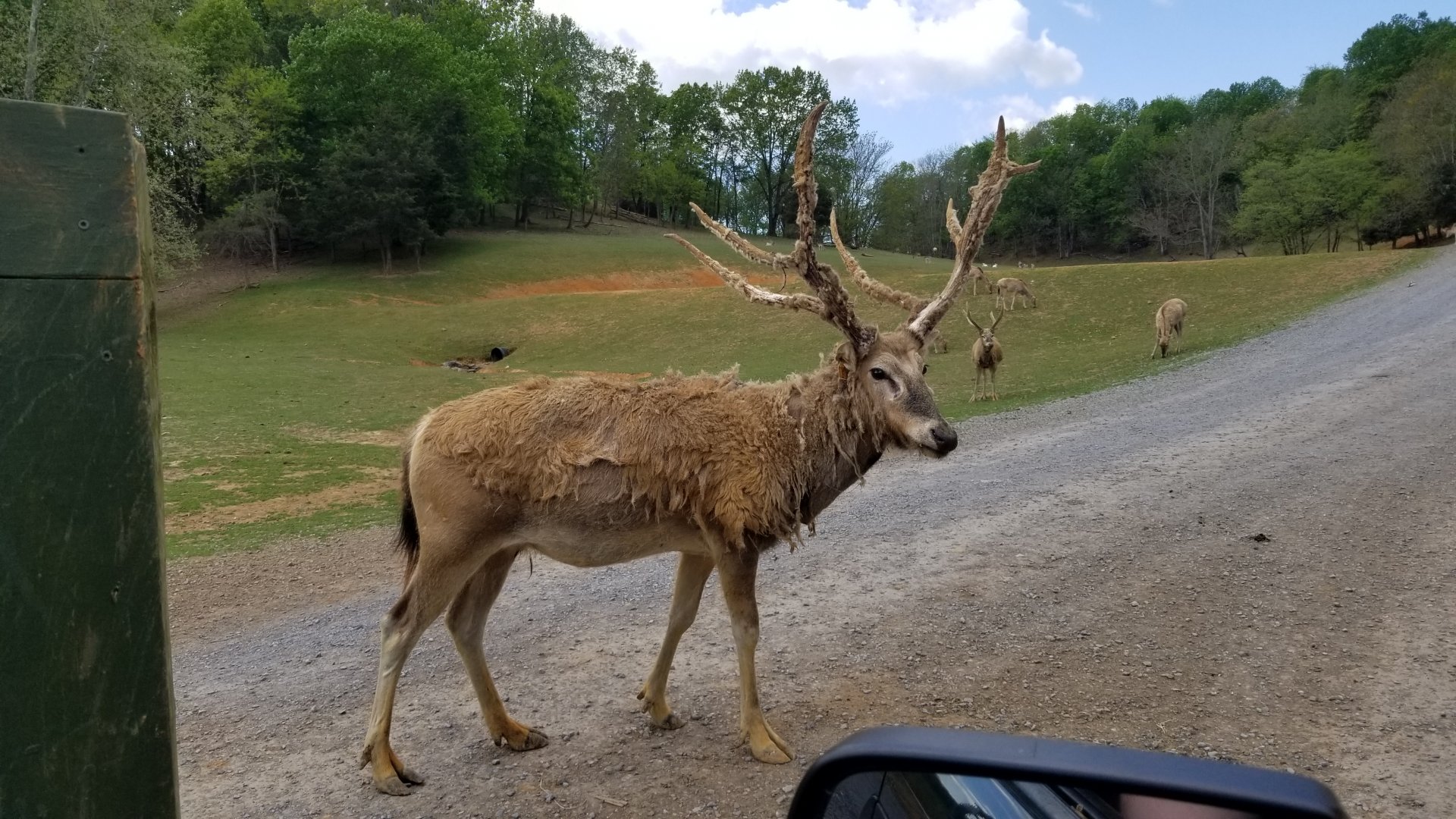 Virginia Safari Park - Pere David's Deer