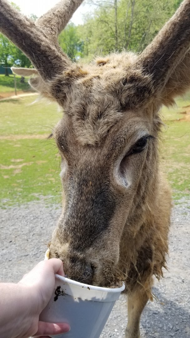 Virginia Safari Park - Pere David's Deer