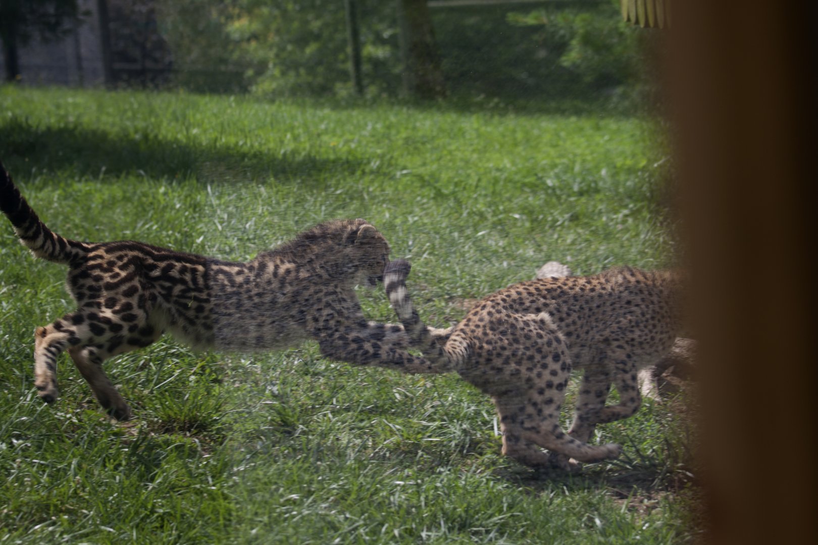 Virginia Safari Park - Playing