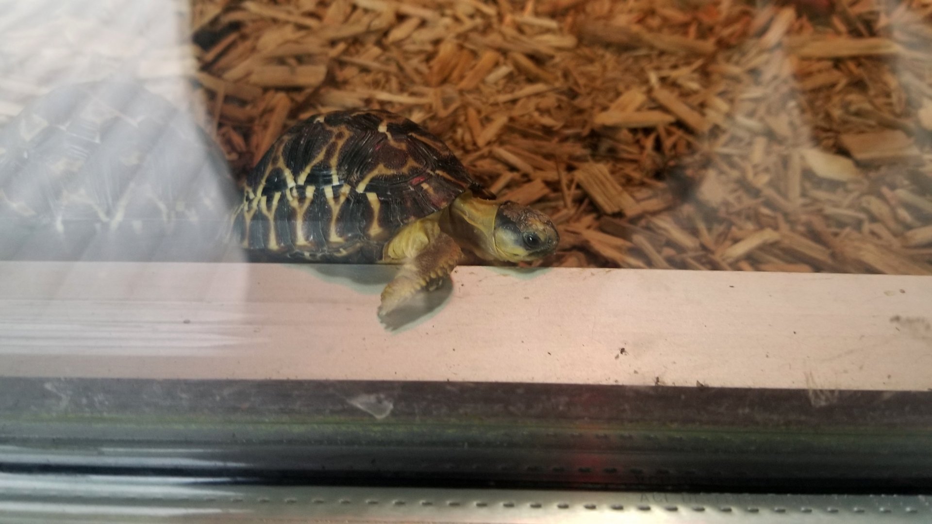 Virginia Safari Park - Radiated Tortoise baby