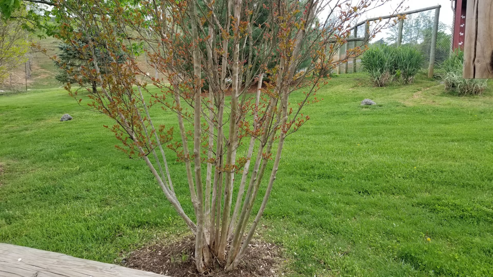 Virginia Safari Park - Radiated tortoises