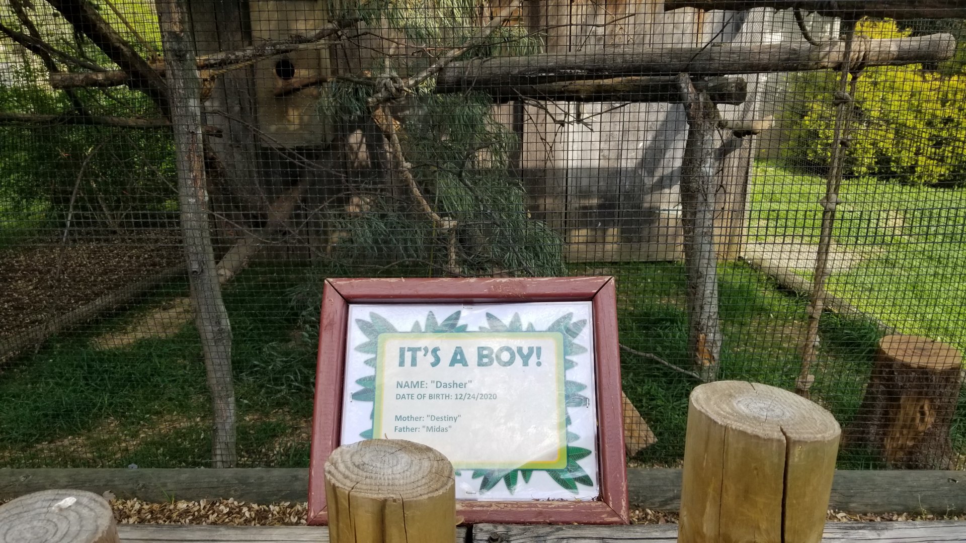 Virginia Safari Park - Red-handed Tamarin baby