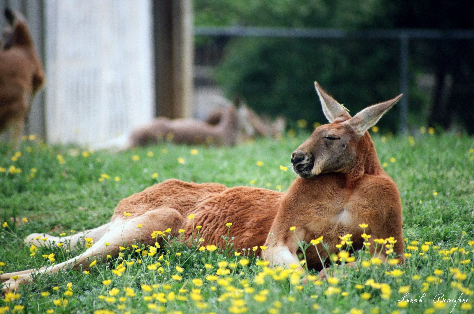 Virginia Safari Park - Red Kangaroo