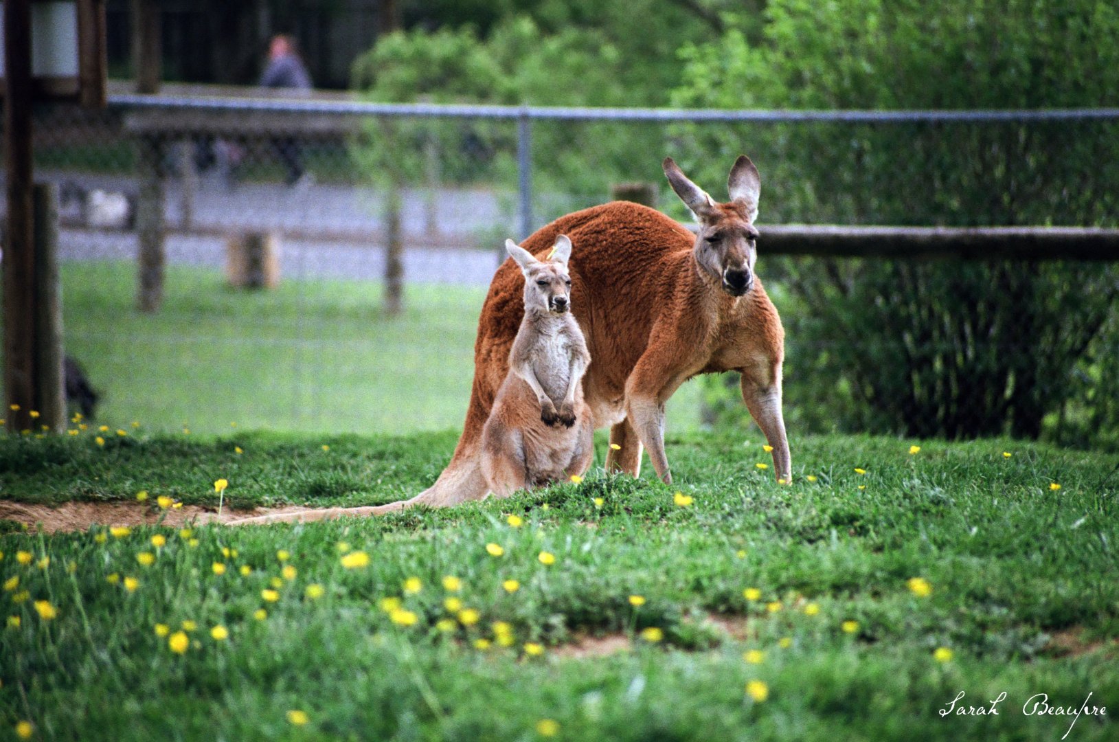 Virginia Safari Park - Red Kangaroo
