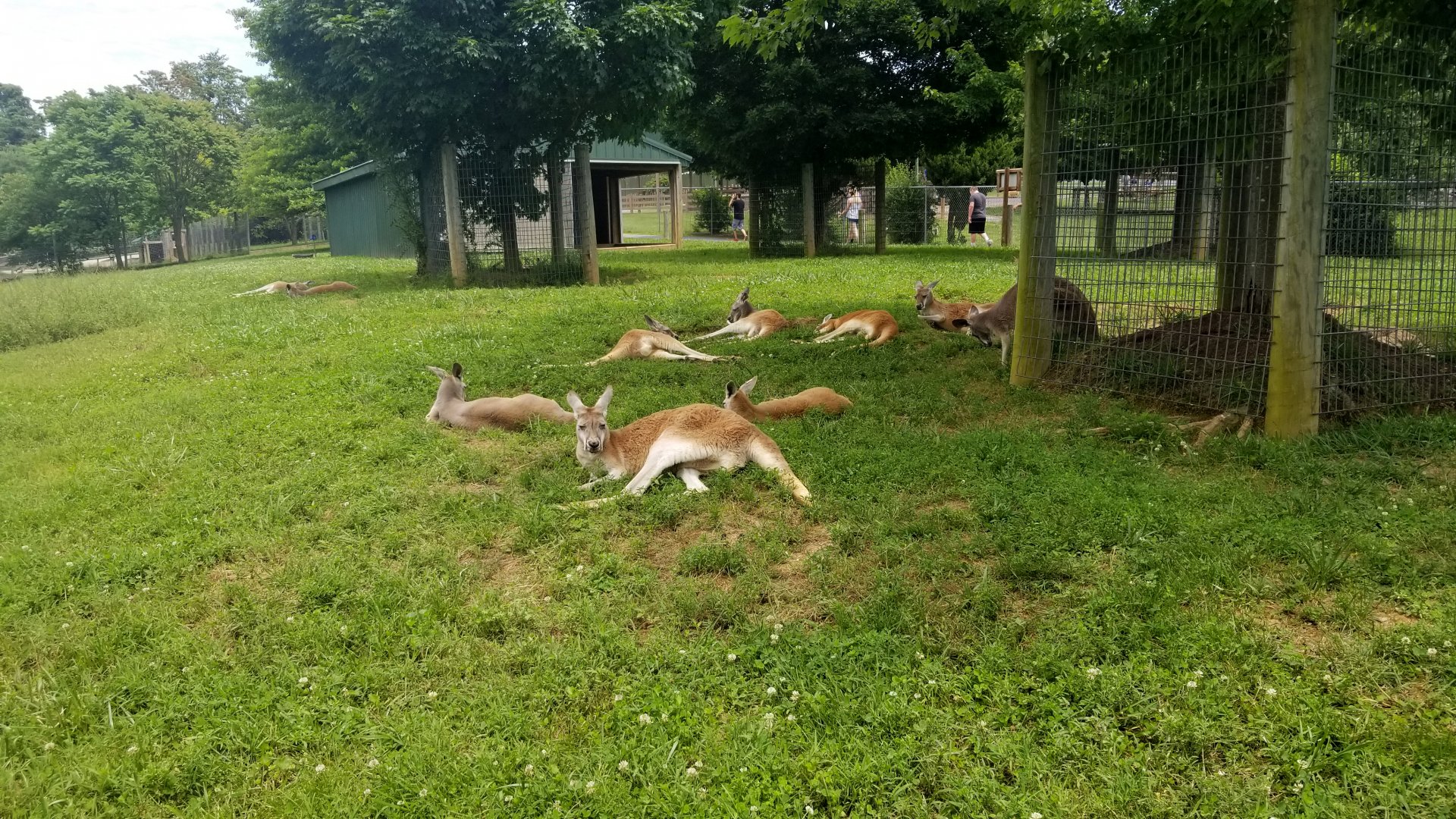 Virginia Safari Park - Red kangaroos