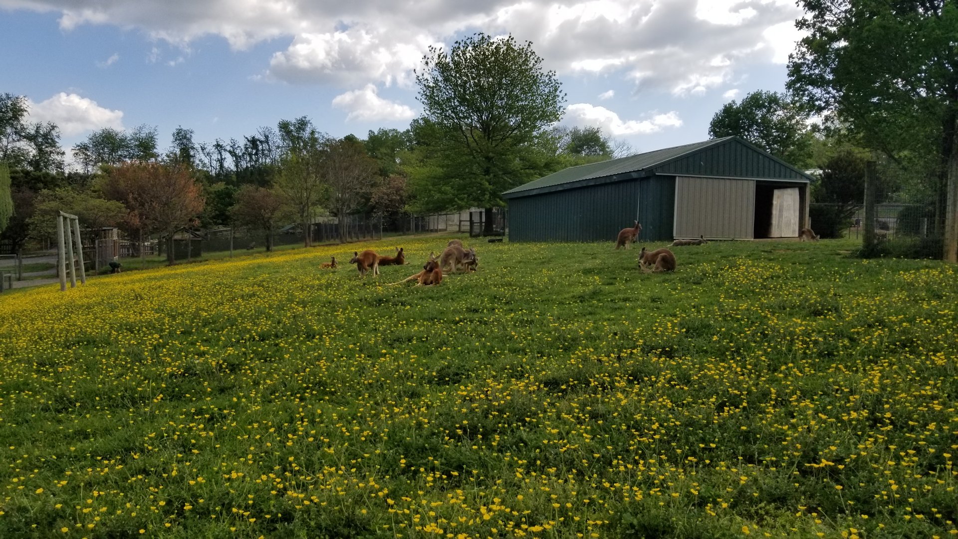 Virginia Safari Park - Red kangaroos