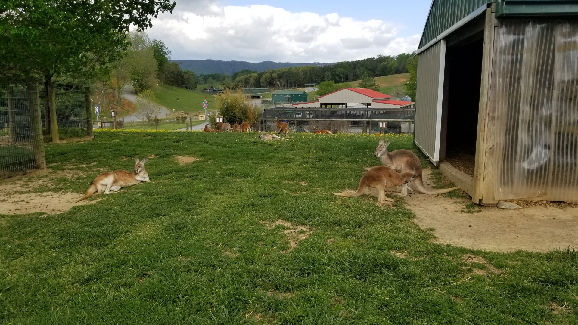 Virginia Safari Park - Red kangaroos