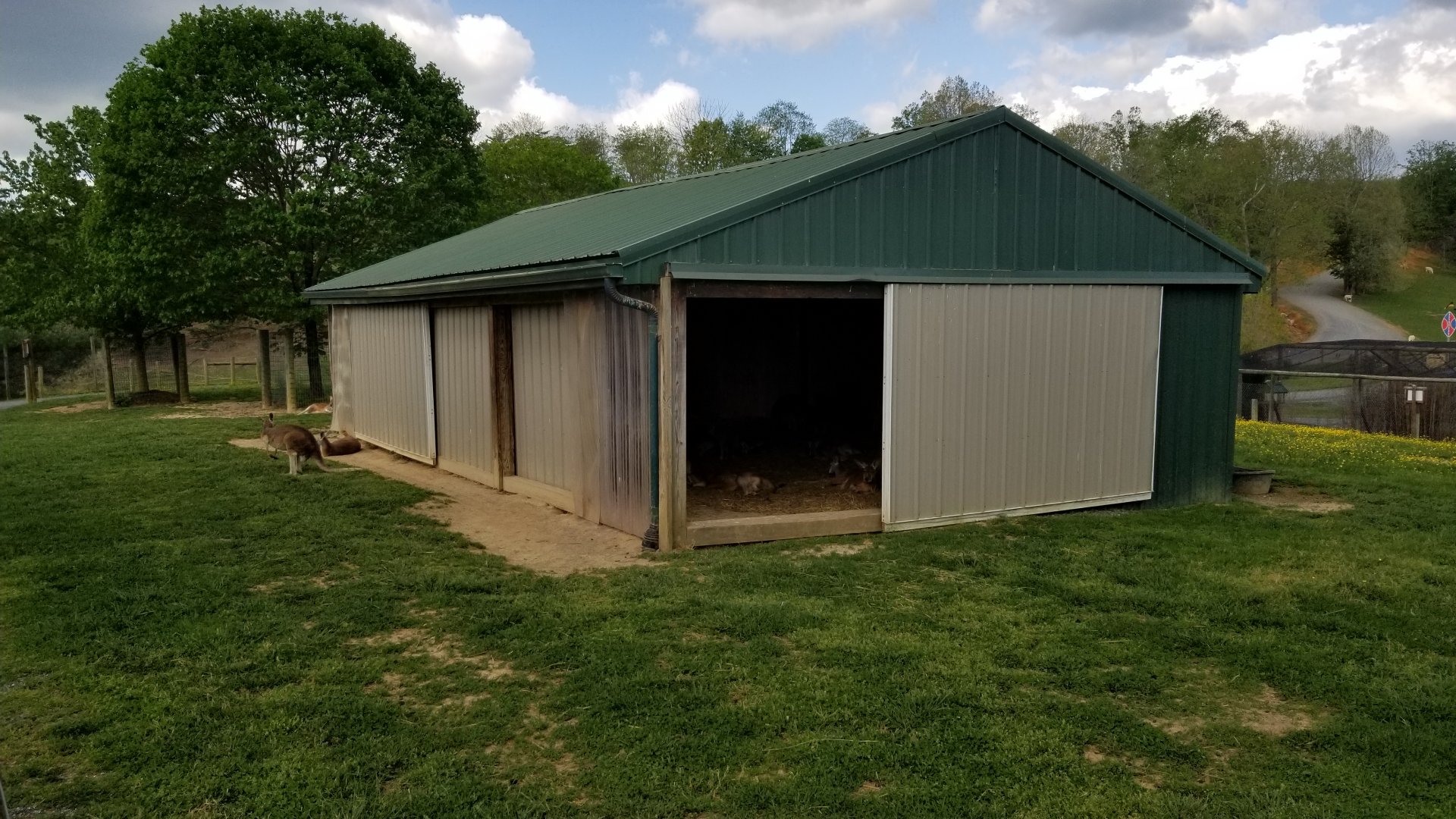 Virginia Safari Park - Red kangaroos