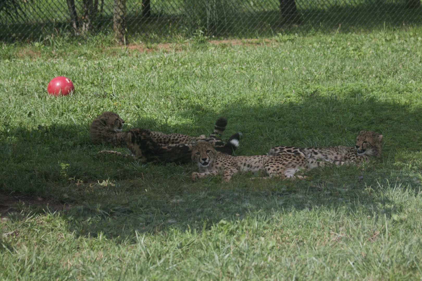 Virginia Safari Park - Resting under the tree