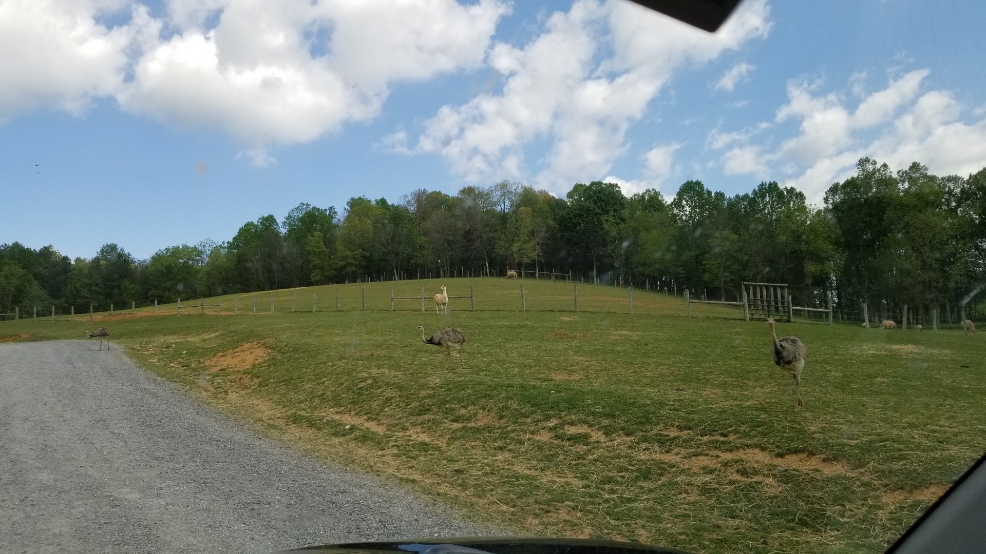Virginia Safari Park - Rhino paddock