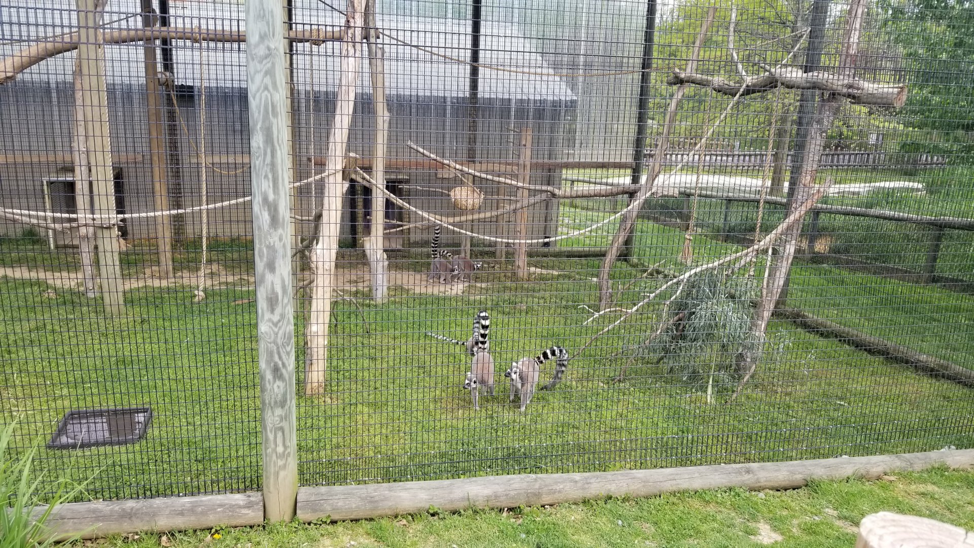 Virginia Safari Park - Ring-tailed lemur