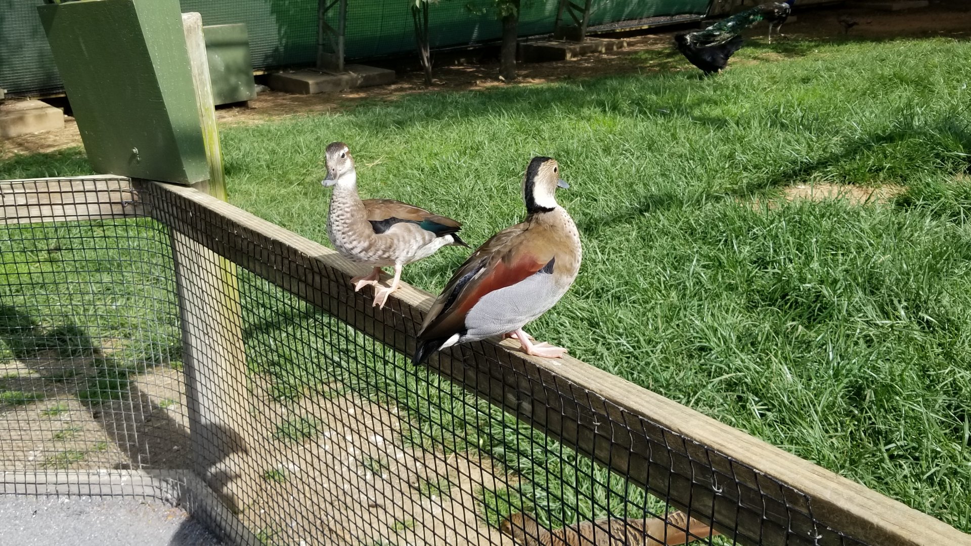Virginia Safari Park - Ringed teals