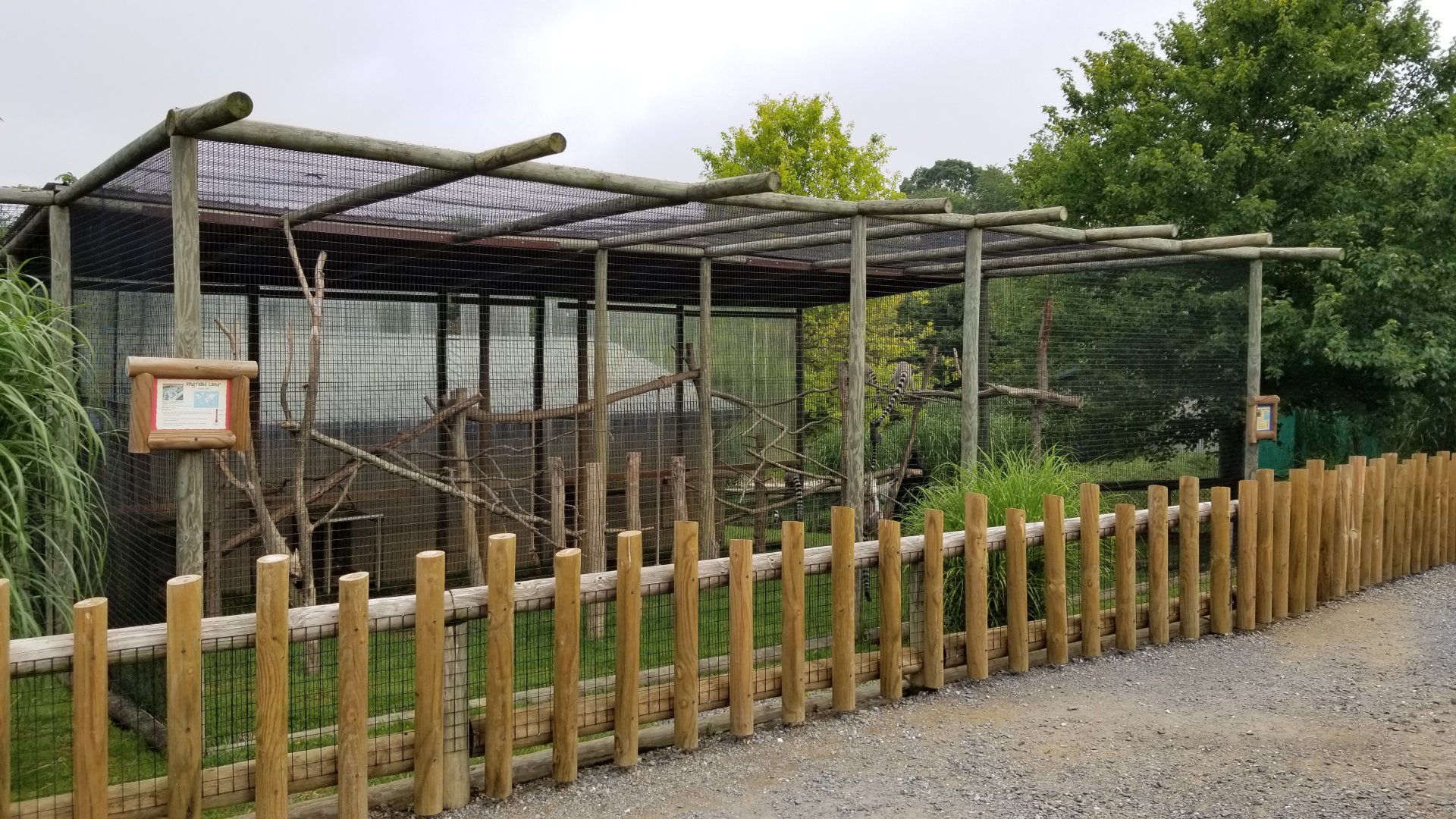 Virginia Safari Park - Ringtailed Lemurs and Indian Star Tortoise