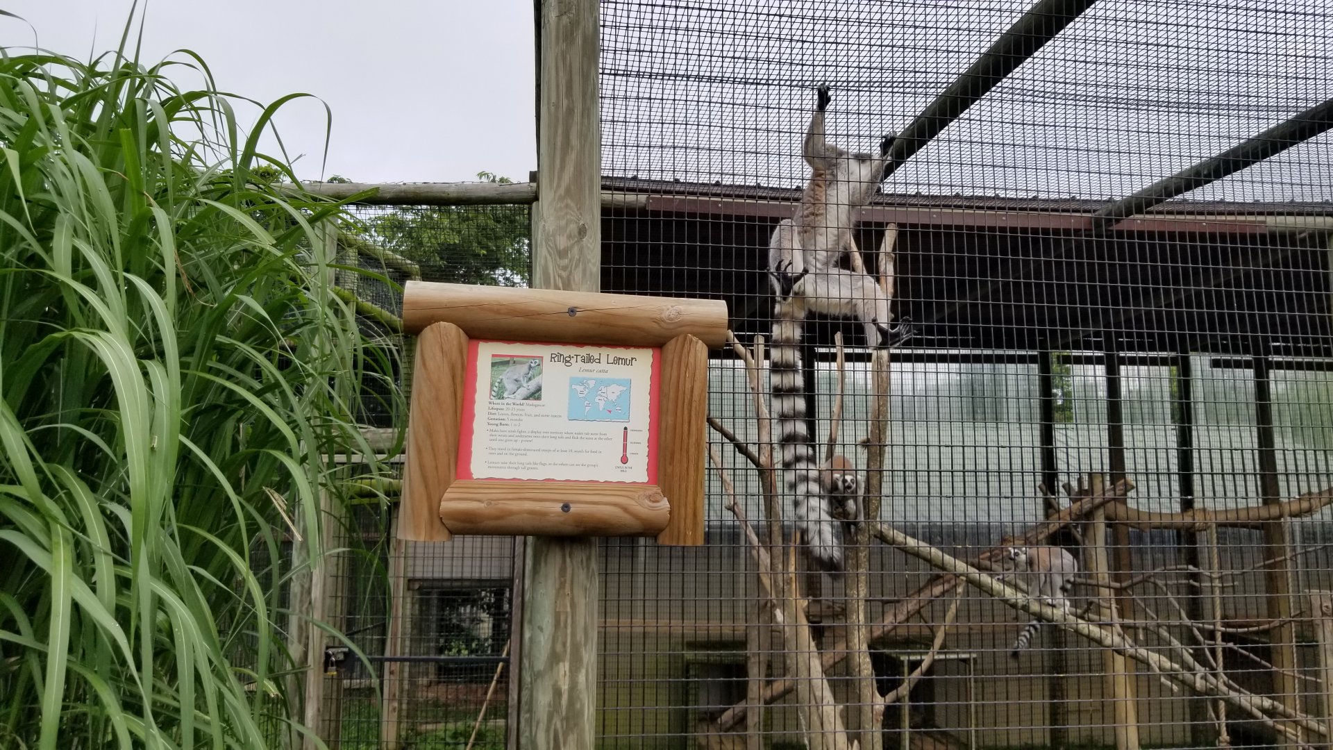 Virginia Safari Park - Ringtailed Lemurs