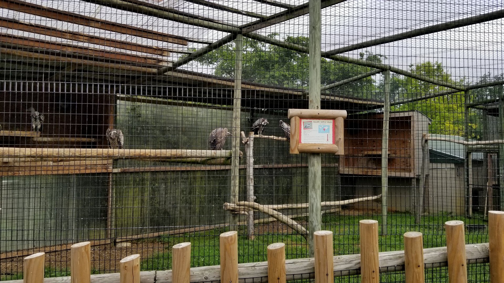 Virginia Safari Park - Ruppell's Griffon Vultures