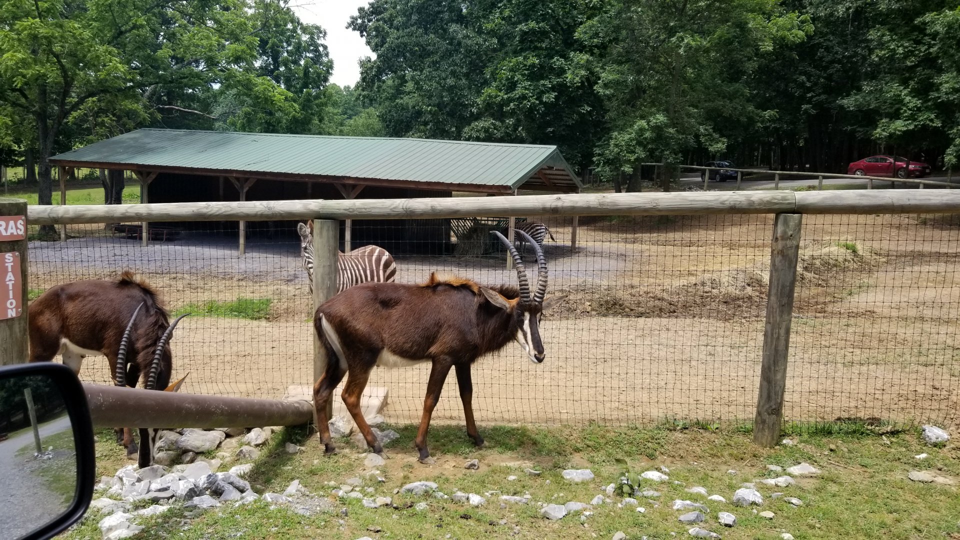 Virginia Safari Park - Sable, zebras