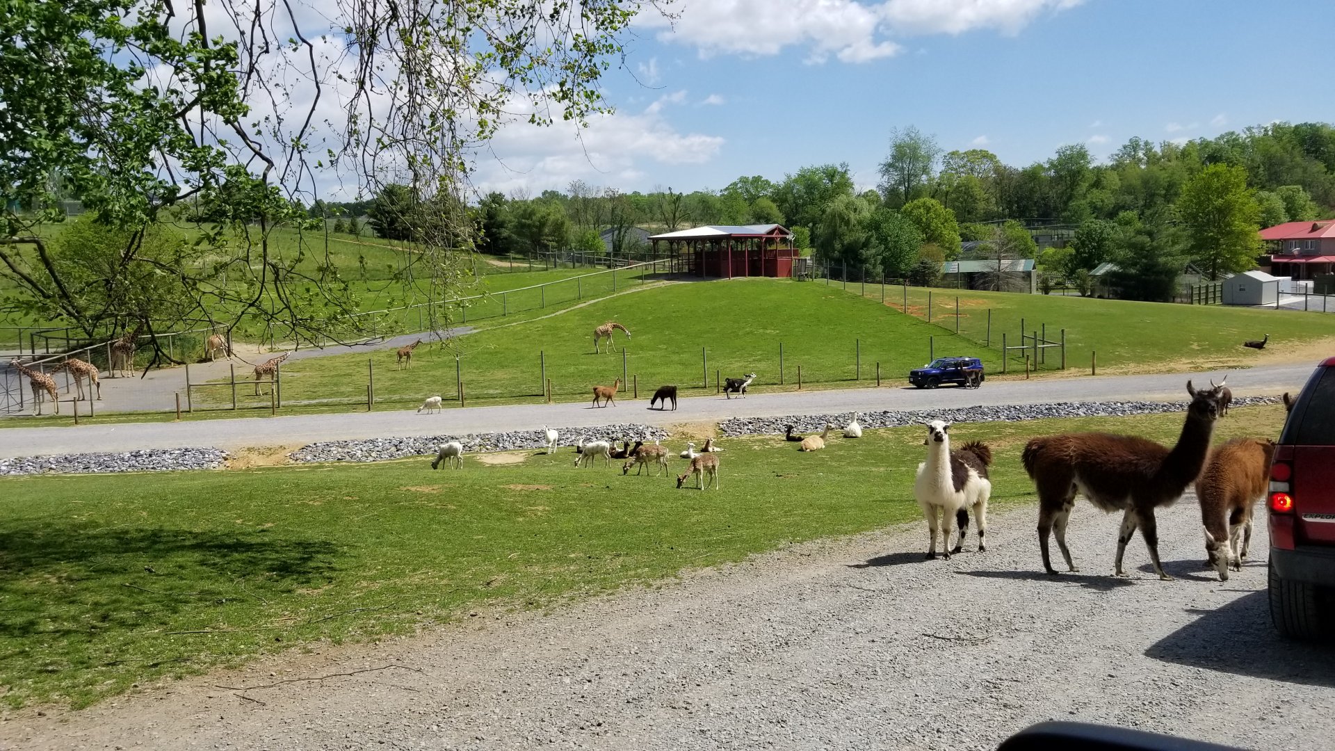 Virginia Safari Park - Safari entrance, giraffe feeding platform