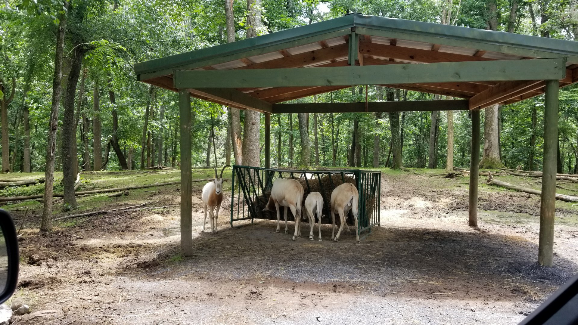 Virginia Safari Park - Scimitar-horned Oryx