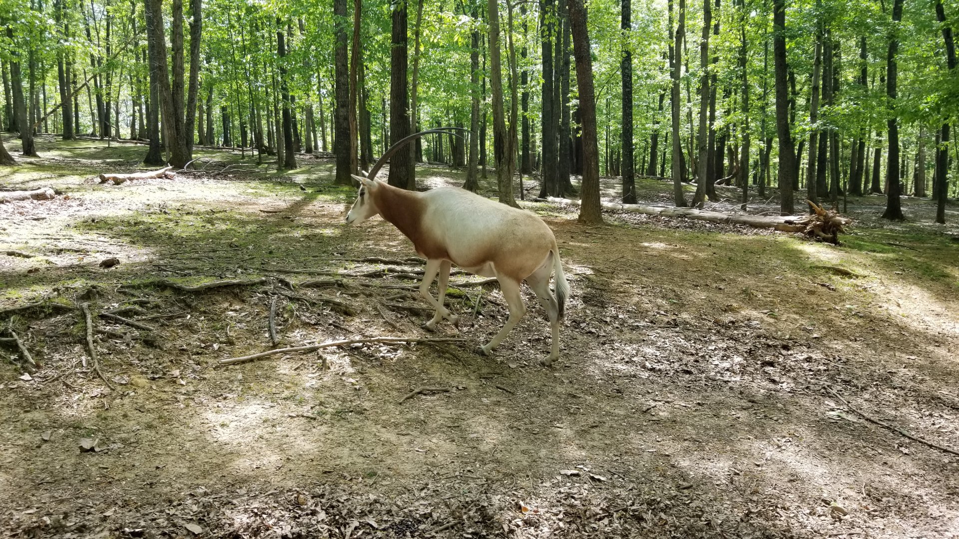 Virginia Safari Park - Scimitar-horned oryx