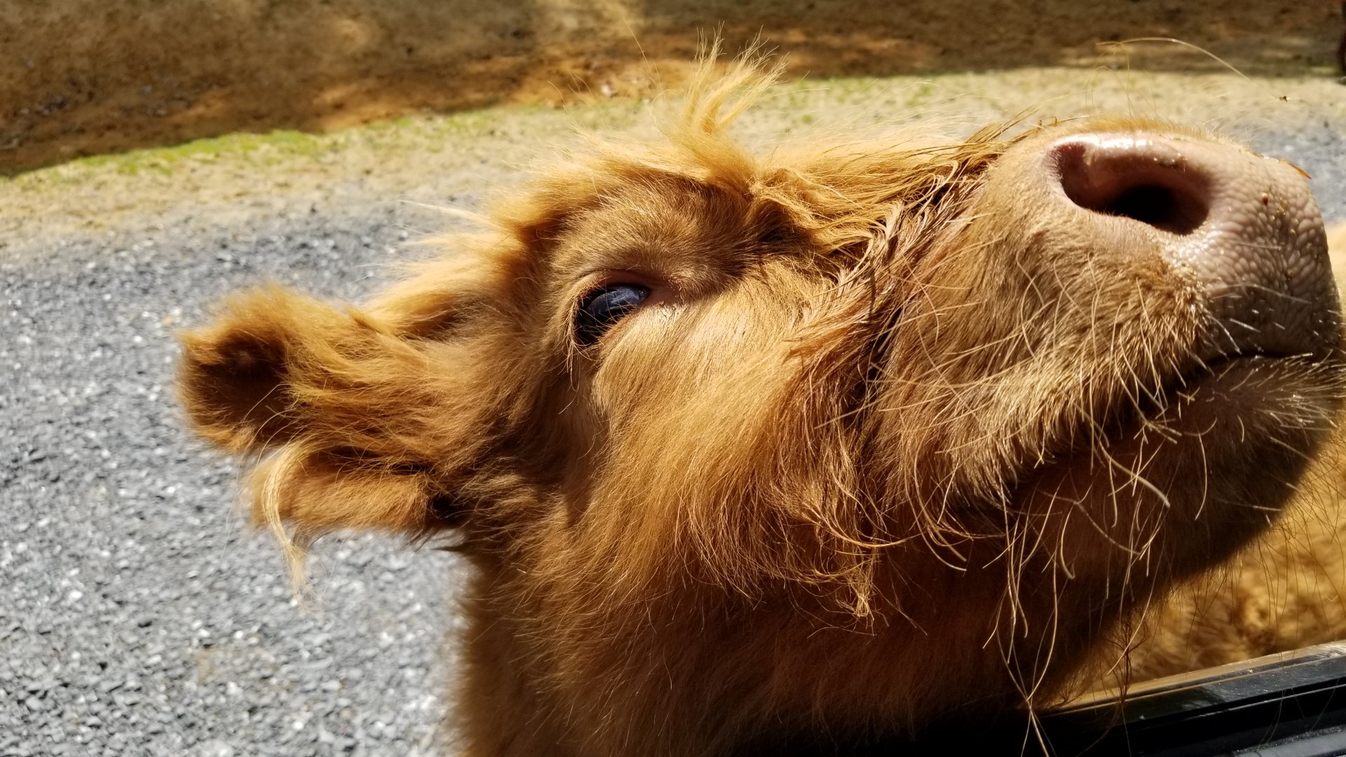 Virginia Safari Park - Scottish highland cattle