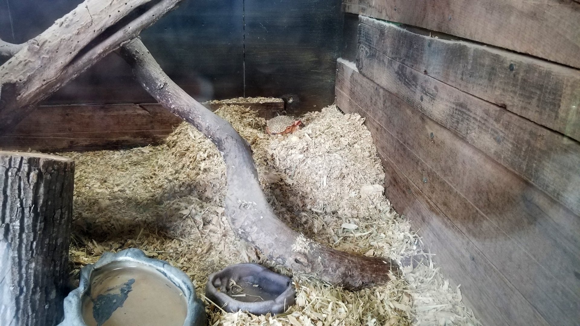 Virginia Safari Park - Screaming Armadillo