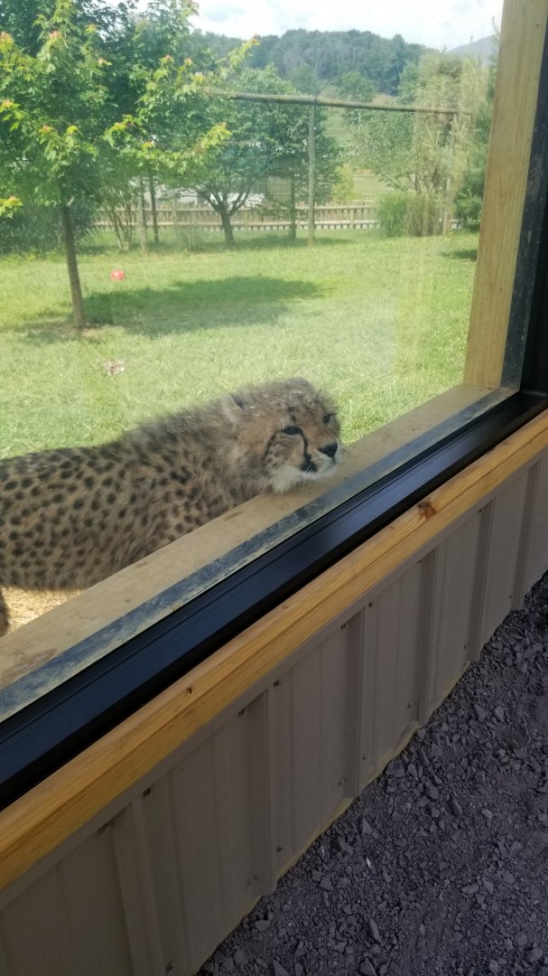 Virginia Safari Park - Shy female
