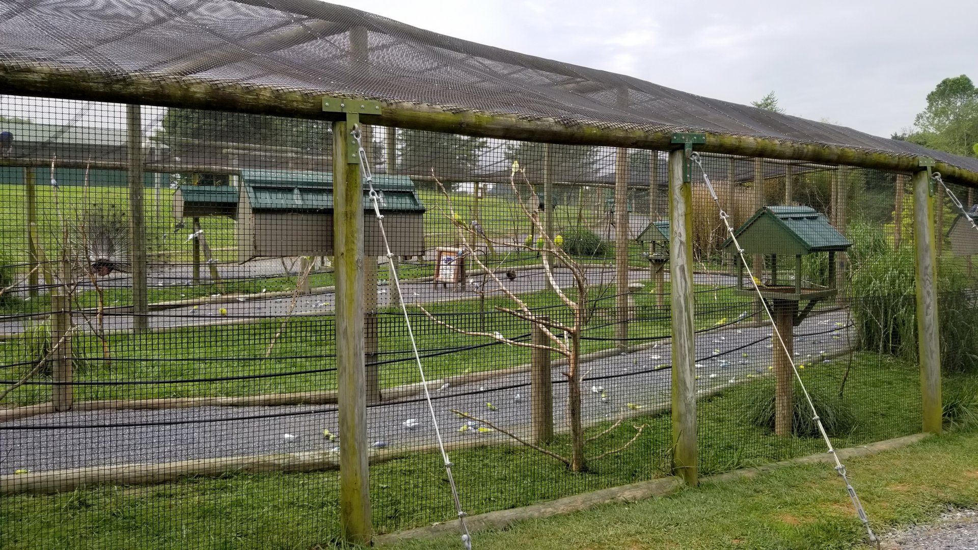 Virginia Safari Park - Side view of Budgie Aviary