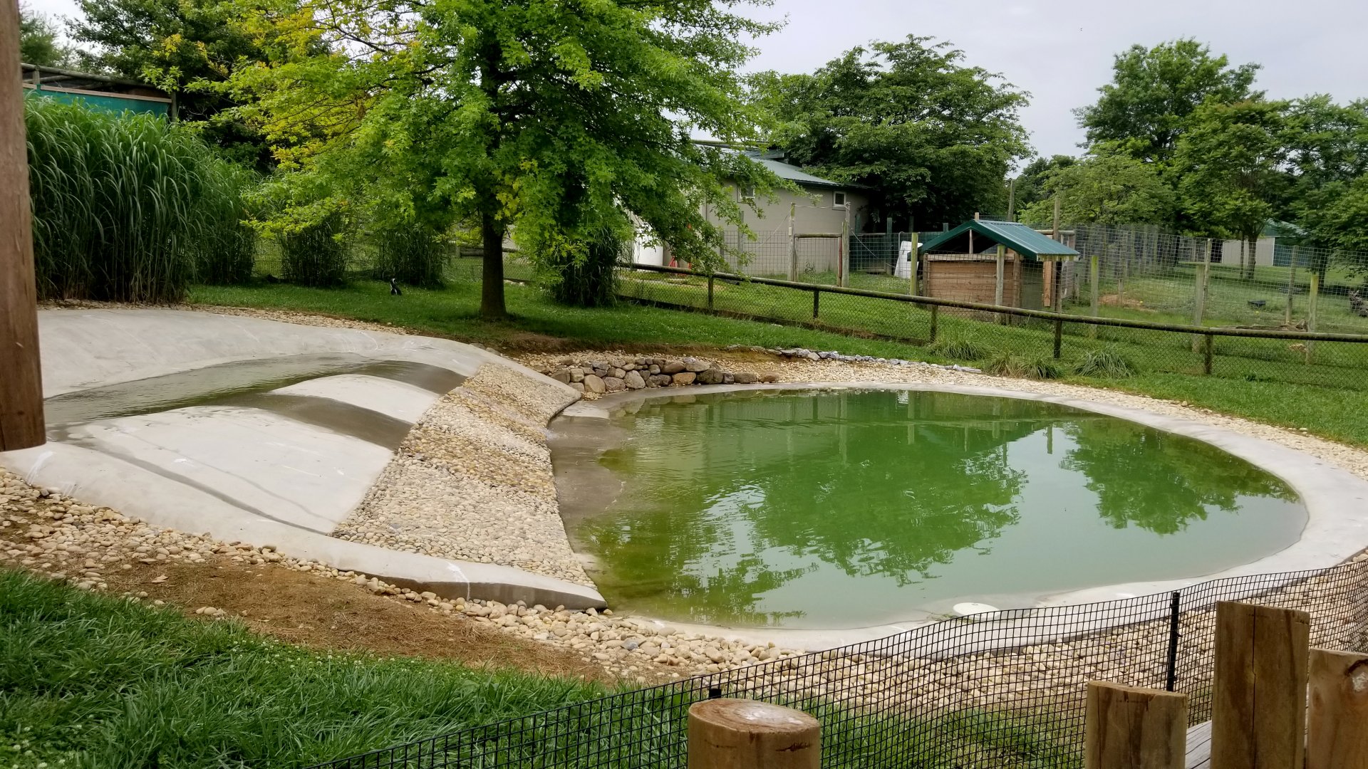 Virginia Safari Park - Side view of penguin pool