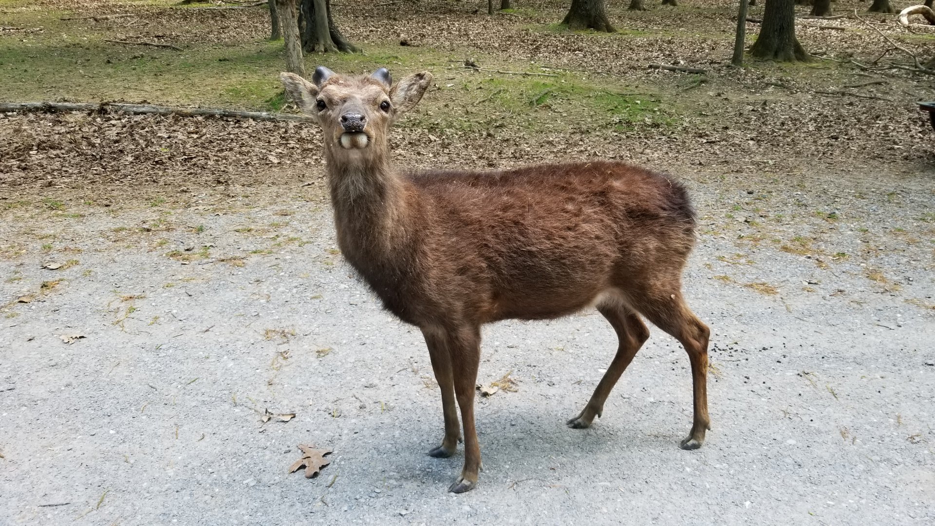Virginia Safari Park - Sika deer