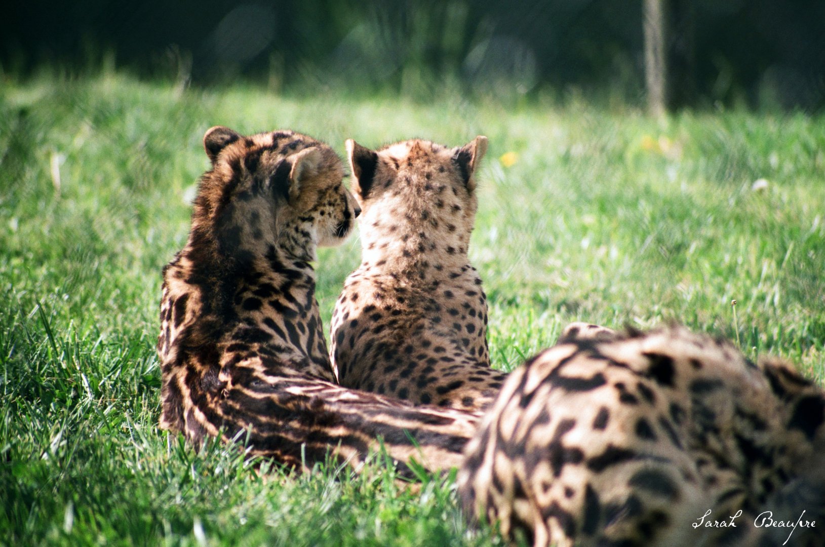 Virginia Safari Park - stripes and spots (king cheetah yearlings)