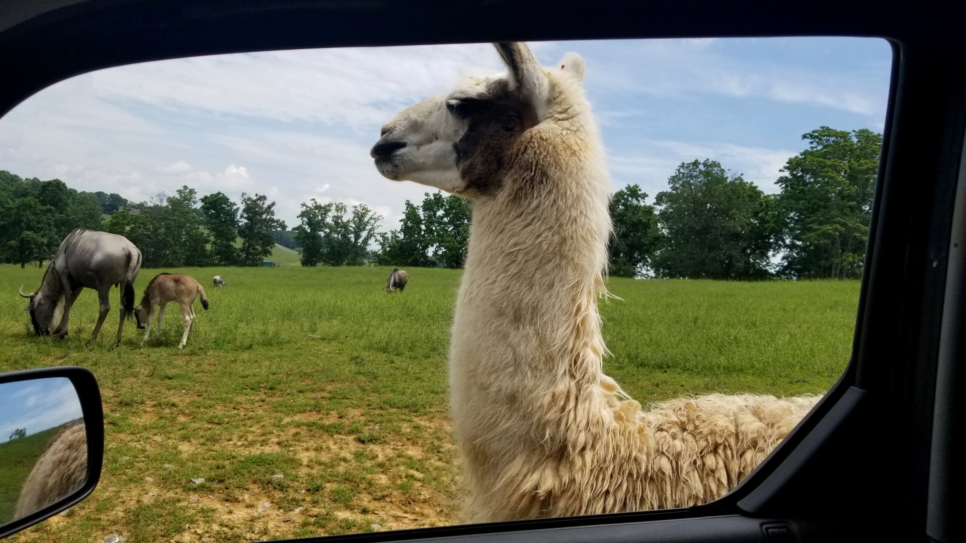 Virginia Safari Park - *supposed* to be a photo of the Gnu babies