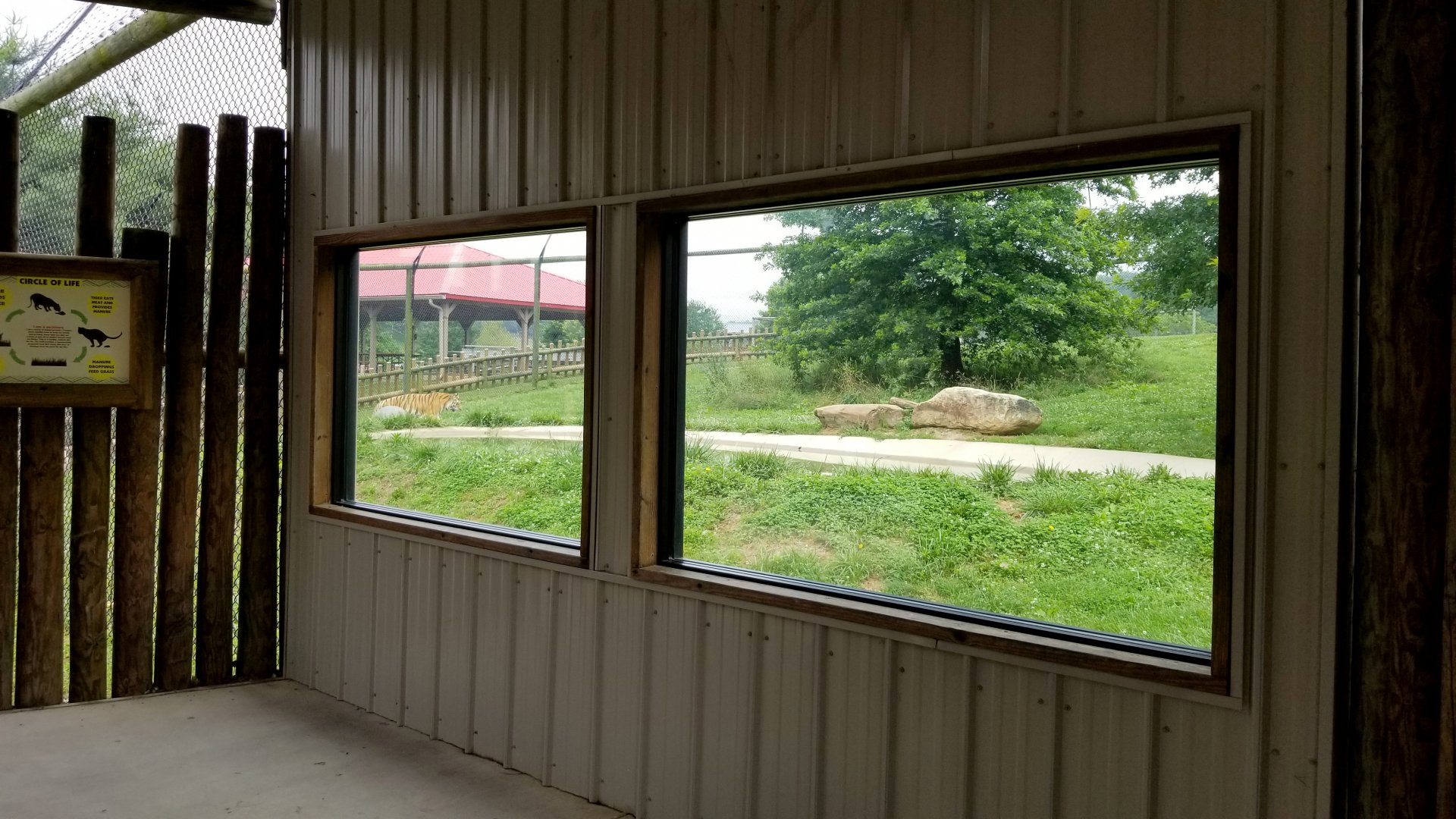 Virginia Safari Park - Tiger viewing area