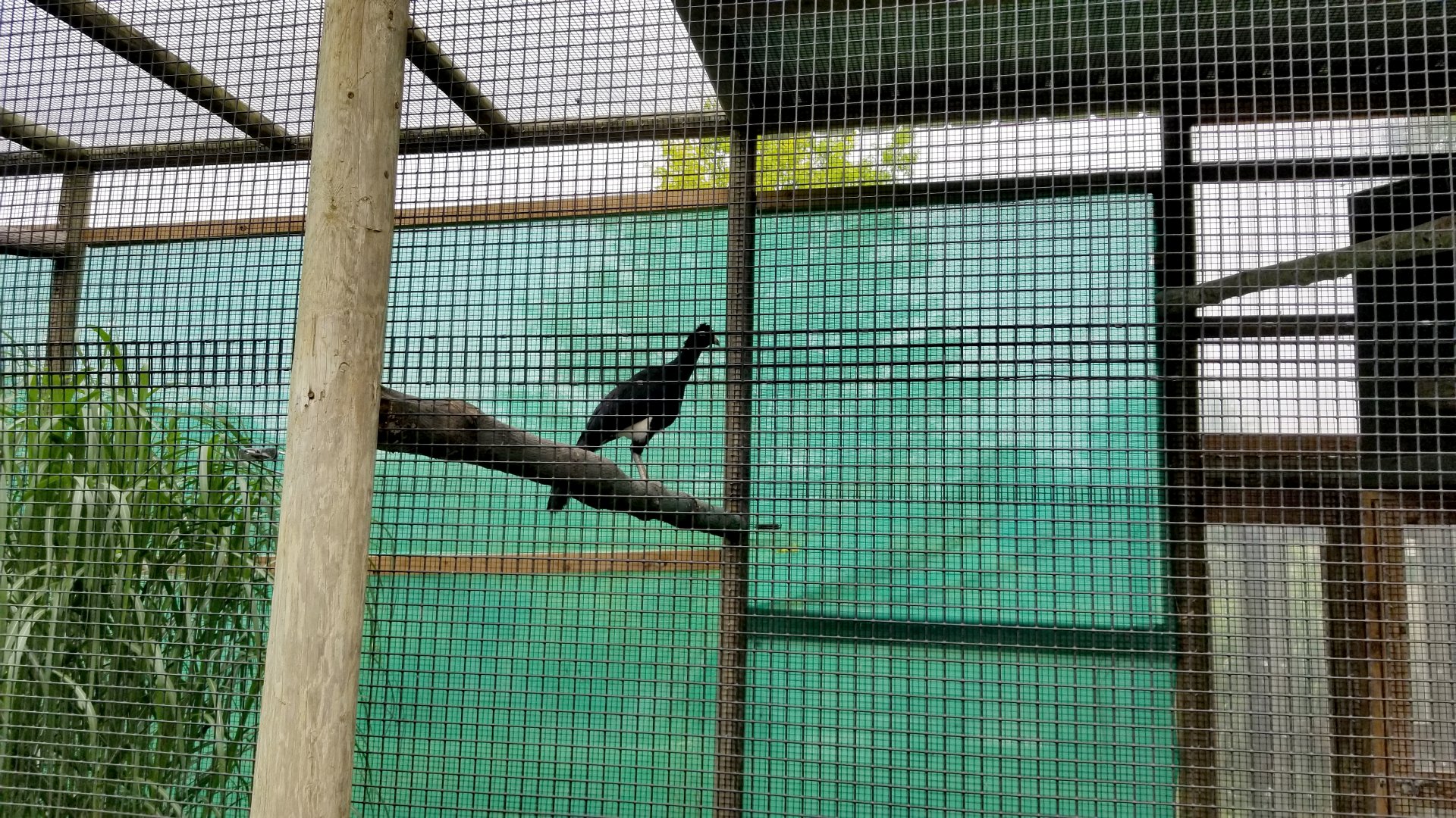 Virginia Safari Park - unsigned curassow
