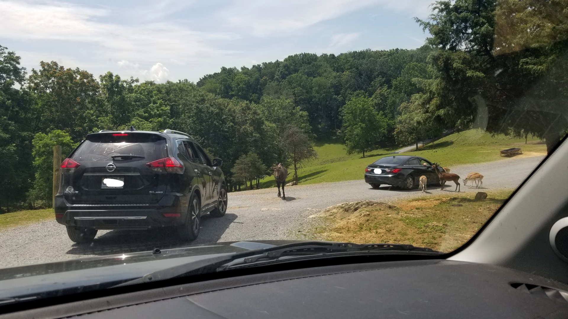 Virginia Safari Park - View, nilgai, fallow deer, sika deer