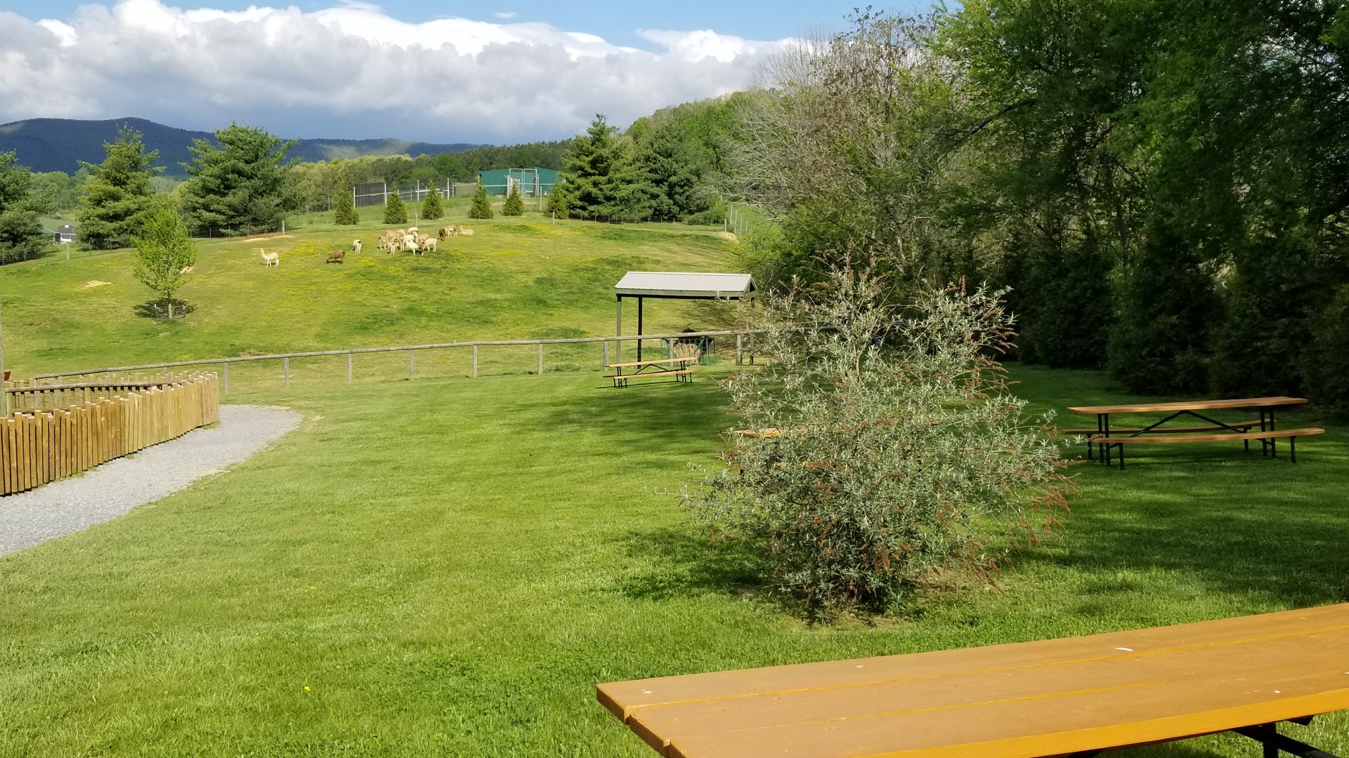 Virginia Safari Park - View of alpacas from cheetah area