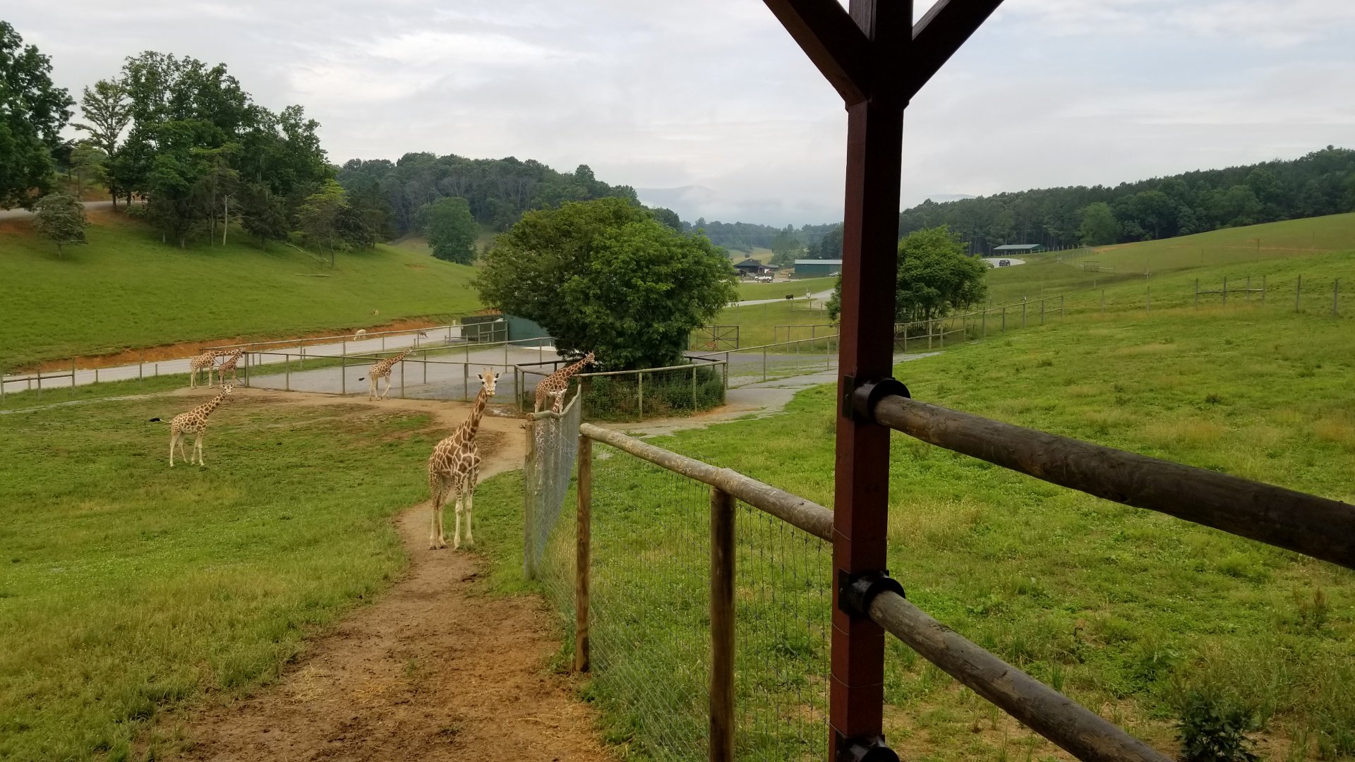 Virginia Safari Park - View of giraffes and beyond